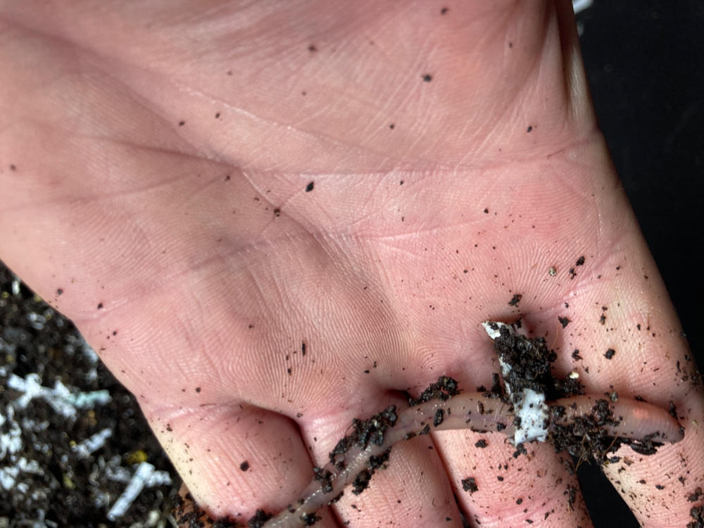 Elm Dirt Under The Counter Worm Bin - 250 Worms