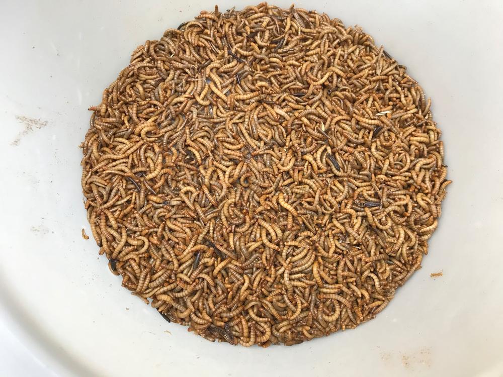 Live Mealworms FREE FedEx 2 Day Shipping 3000 Count Uncle Jim's