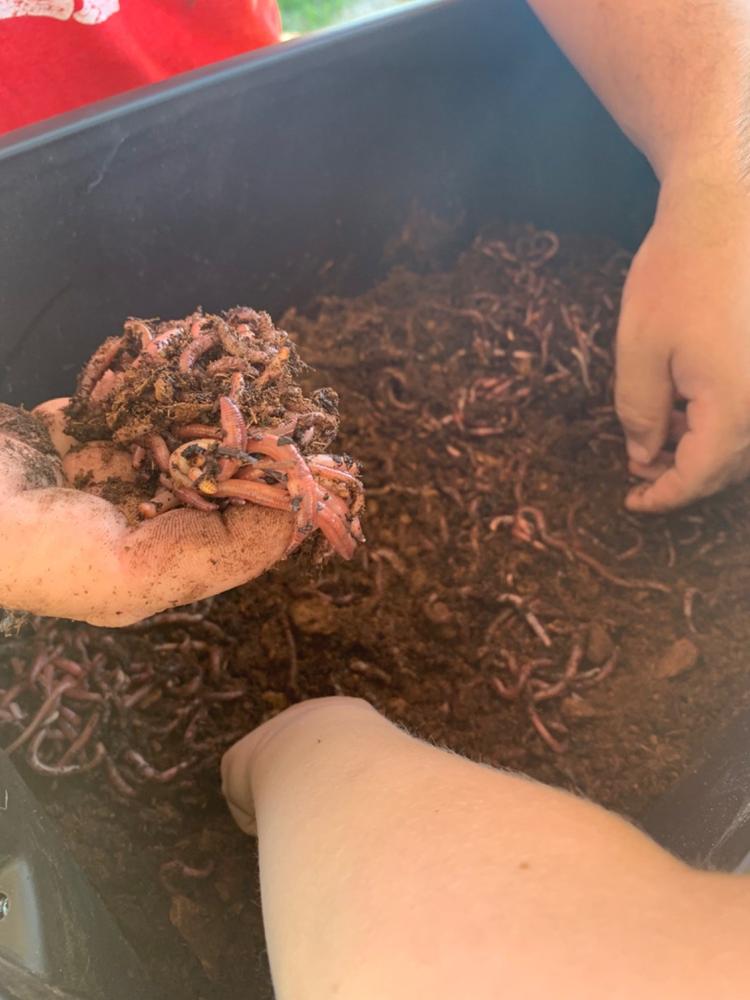  Nature's Dream Ranch 150 Ct Red Wigglers - Composting Red  Worms - Vermicomposting Garden Red Wrigglers : Patio, Lawn & Garden