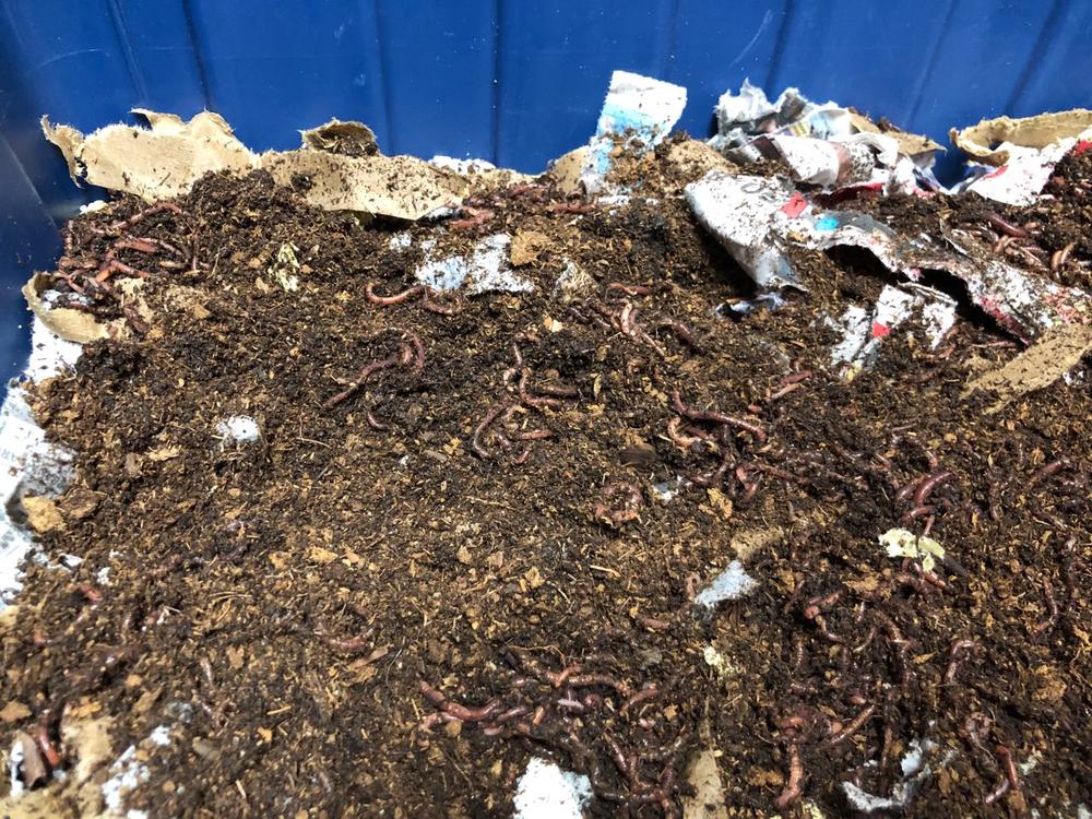 Compost Worm Mix – Red Wigglers + Starter Bedding – 100+ Live Worms – Free Shipping
