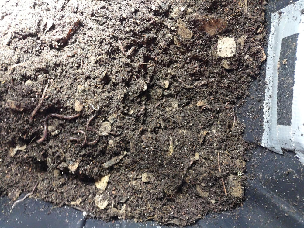 500 Red Composting Worm Mix. - Uncle Jim's Worm Farm