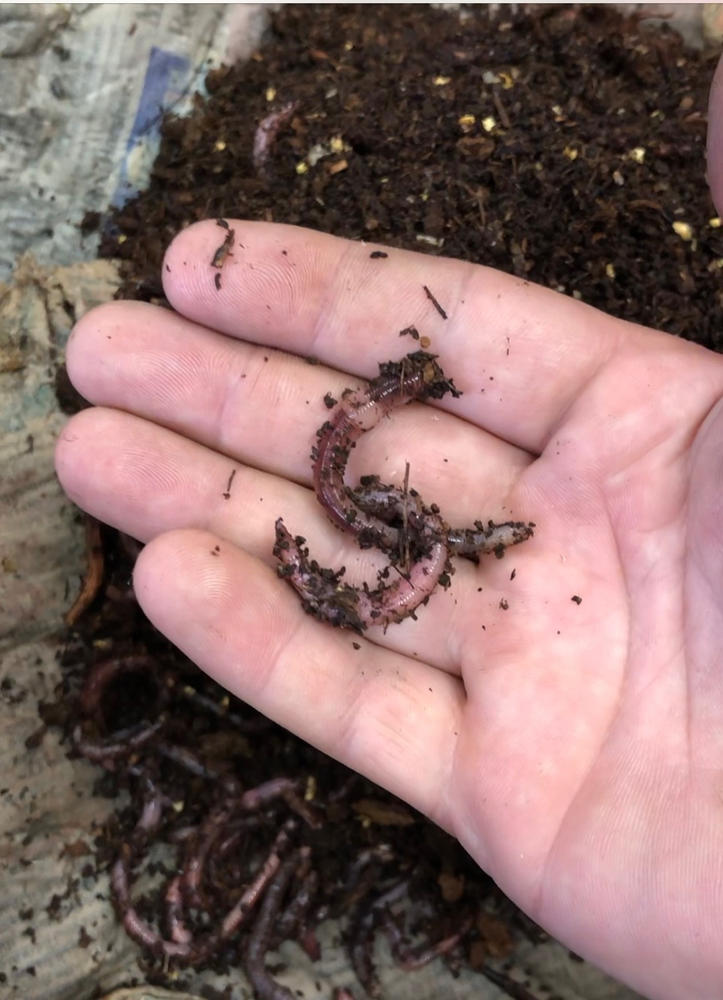 500 Super Red European Night Crawlers - Uncle Jim's Worm Farm