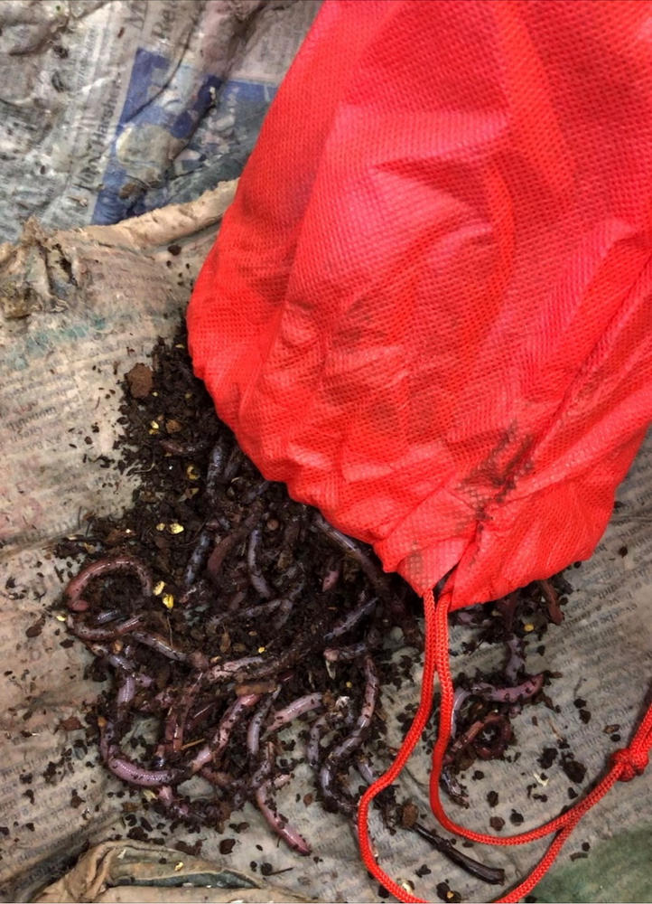 500 Super Red European Night Crawlers Uncle Jim's Worm Farm