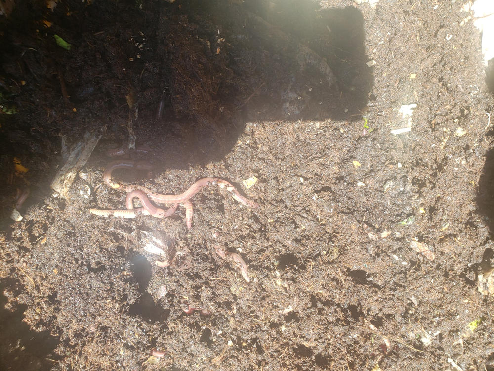 500 Super Red European Night Crawlers Uncle Jim's Worm Farm