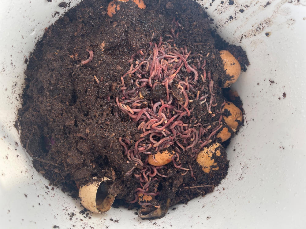 500 Super Reds European Night Crawlers Uncle Jim's Worm Farm