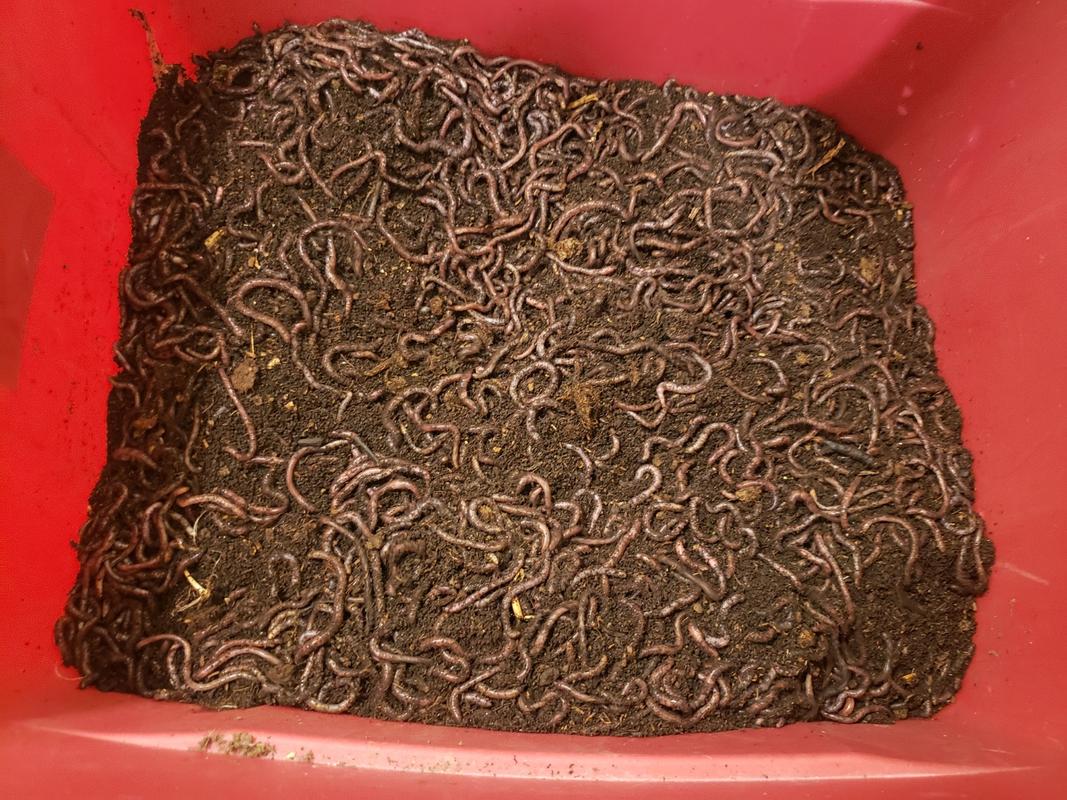 500 Super Red European Night Crawlers Uncle Jim's Worm Farm