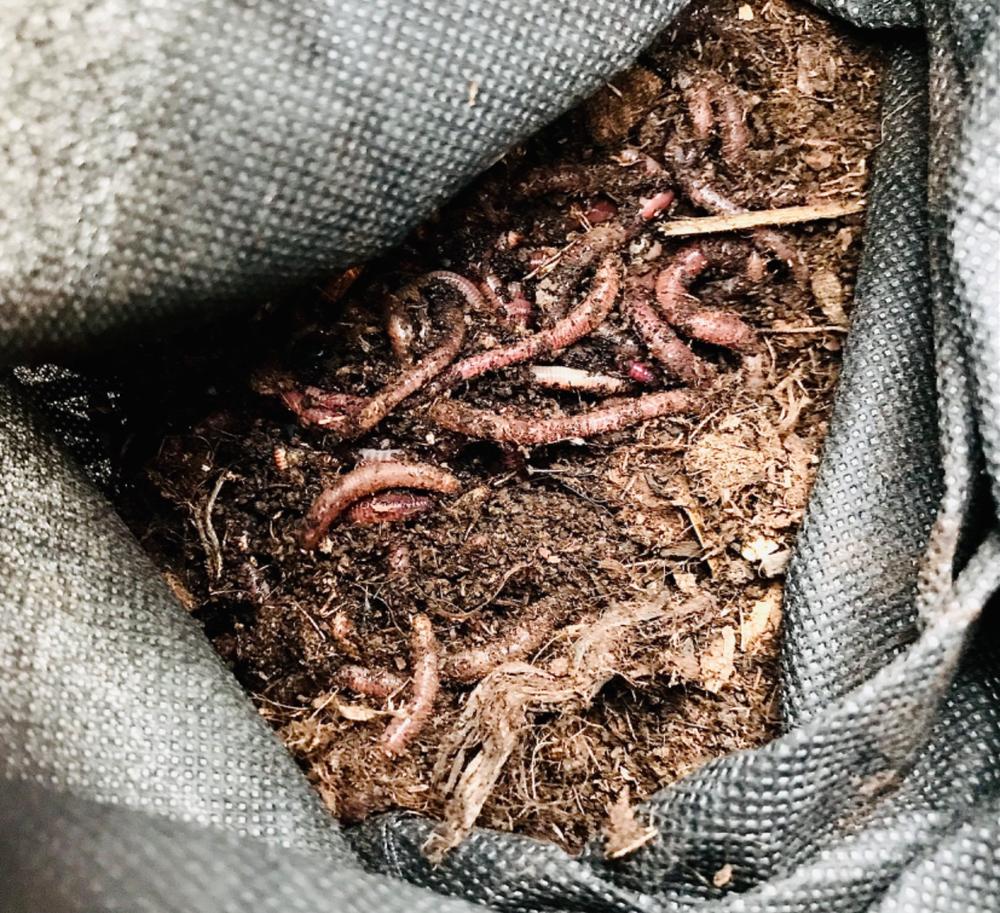 For All Worms LBS European Nightcrawlers Worms For Sale