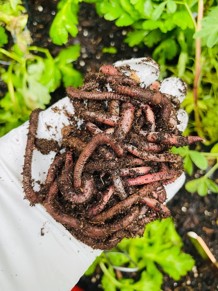 European Nightcrawlers Composting and Fishing Worms 5 Lb Pack 