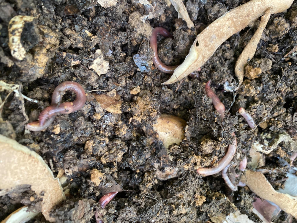 250 Super Reds European Night Crawlers - Uncle Jim's Worm Farm