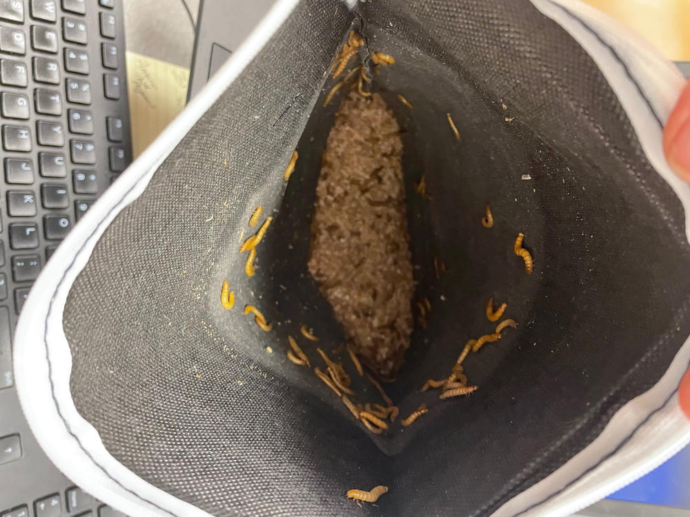 Mealworms Near Me