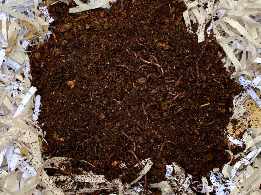 2000 Red Composting Worm Mix SPRING SAVINGS! Uncle Jim's Worm Farm