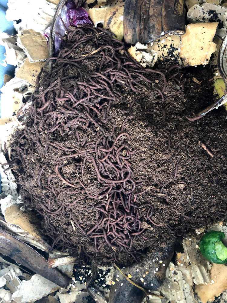 1000 Red Composting Worm Mix Uncle Jim S Worm Farm