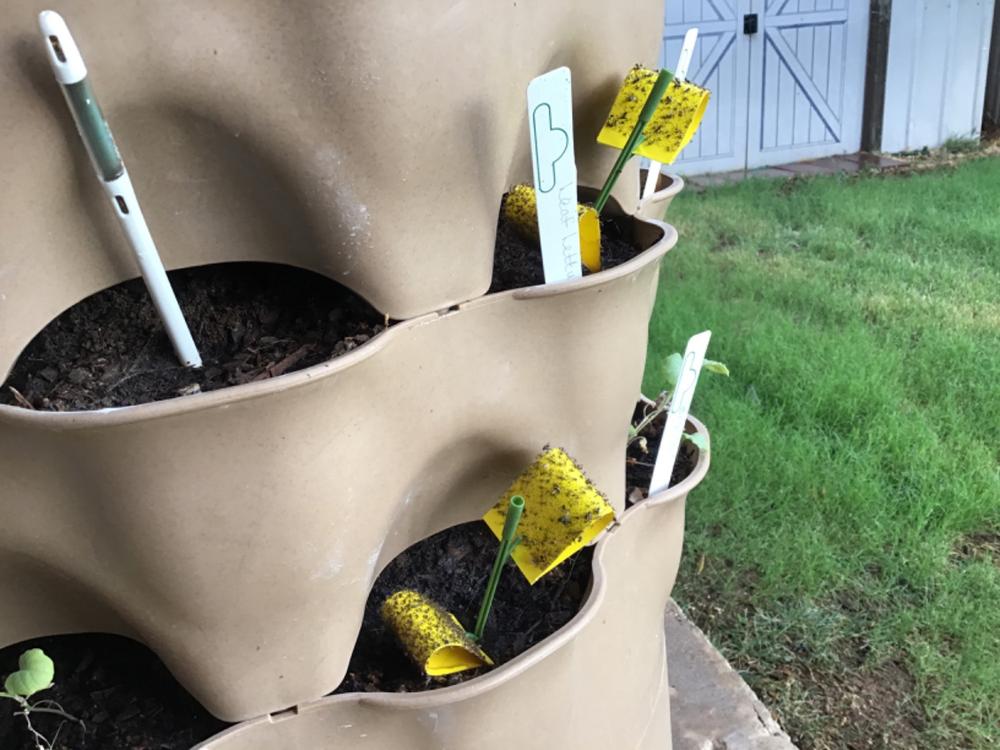 Houseplant Sticky Stakes Insect Traps | Uncle Jim's Worm Farm
