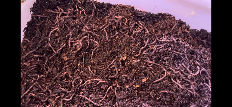 100 Count Super Red European Night Crawlers - Uncle Jim's Worm Farm