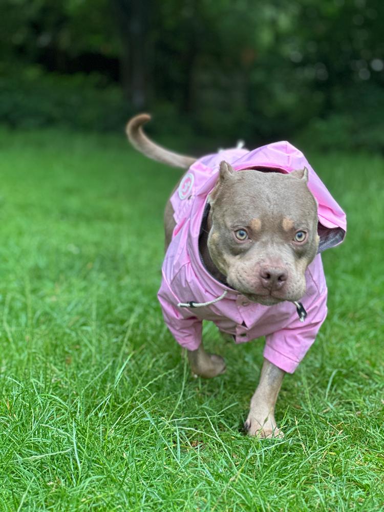 Pitbull raincoat clearance