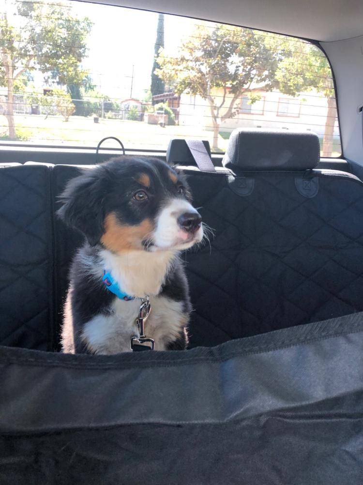 Dog Seat Belt AVAILABLE IN THE US ONLY