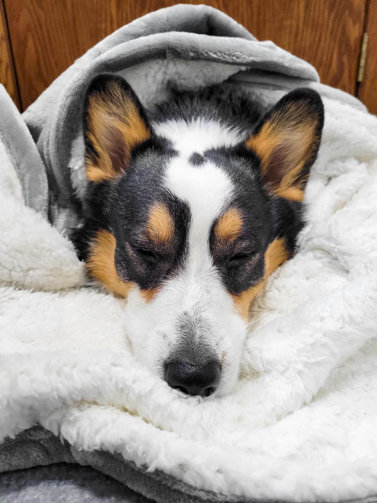 Wet discount dog blanket