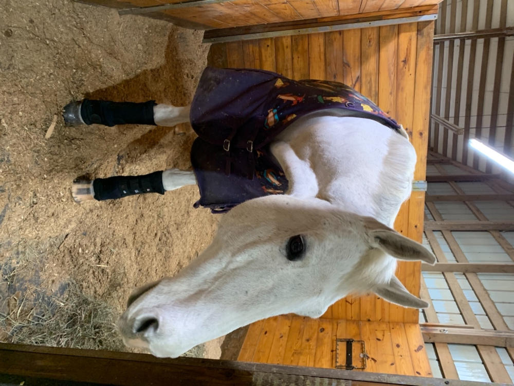 premier equine stable boot wraps