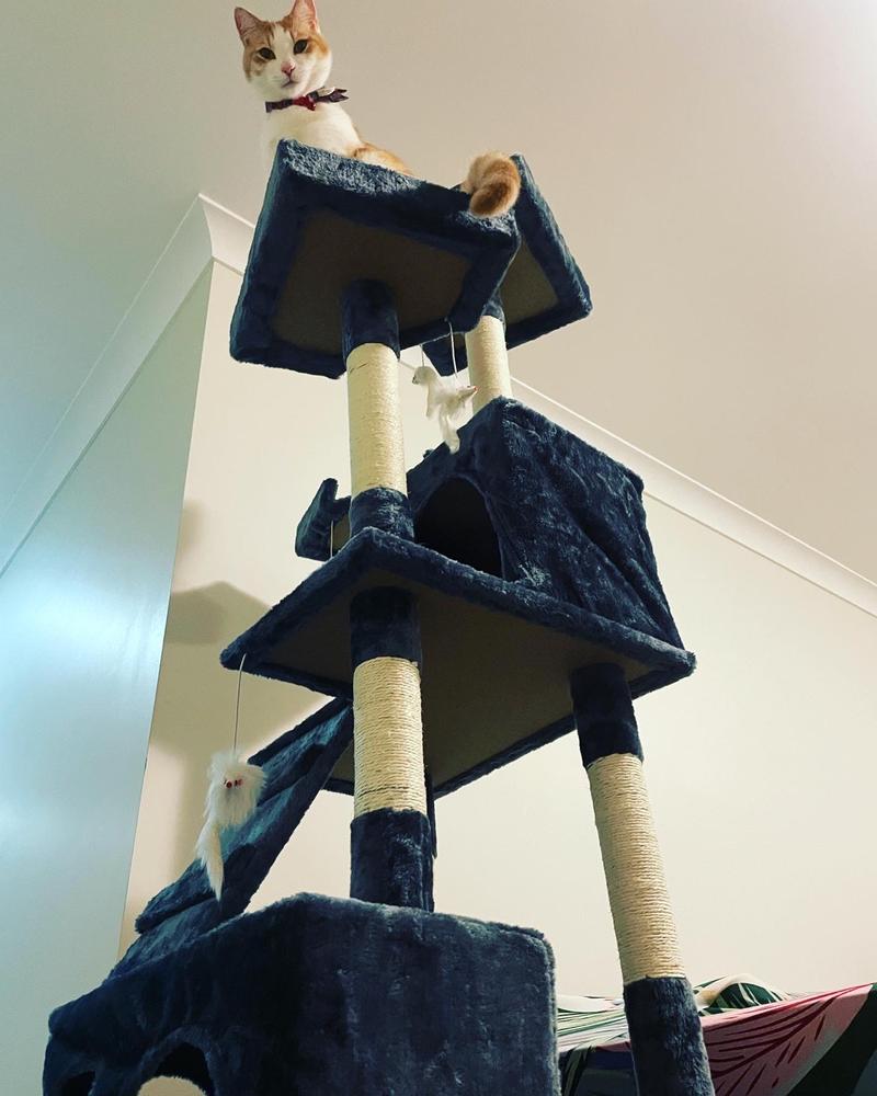 180cm Multi Level Cat Scratching Post - Grey - Customer Photo From Carly Dudman