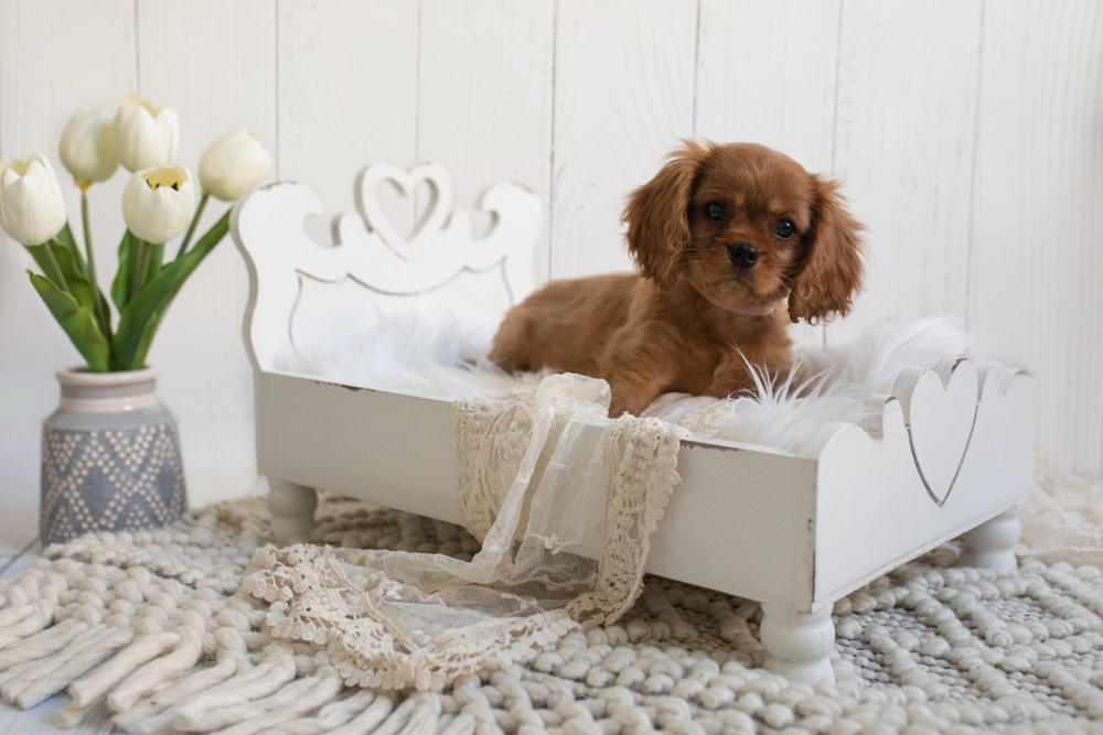 Vintage Bed - Enchanted Heart - White - Customer Photo From Anetrius Wallace