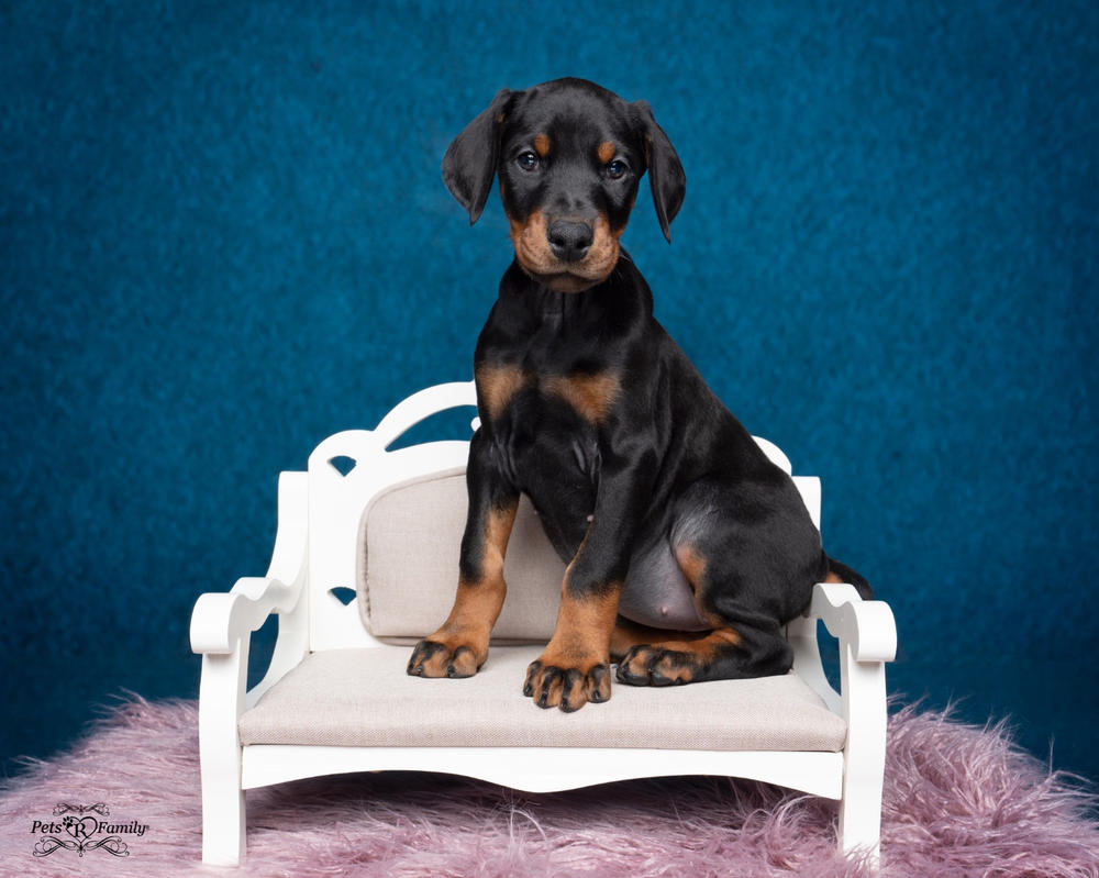 Mini Sofa - Model 23 - Customer Photo From Lisa O.