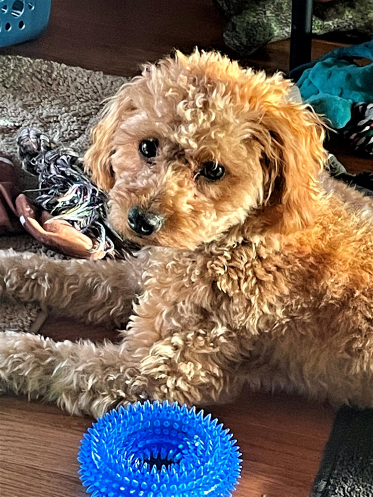 Chicken Breast Treats - Customer Photo From Linda Scroggins