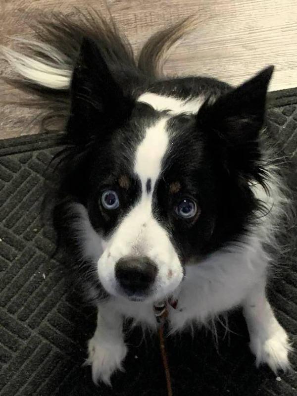 Homemade dog food clearance recipes for border collies