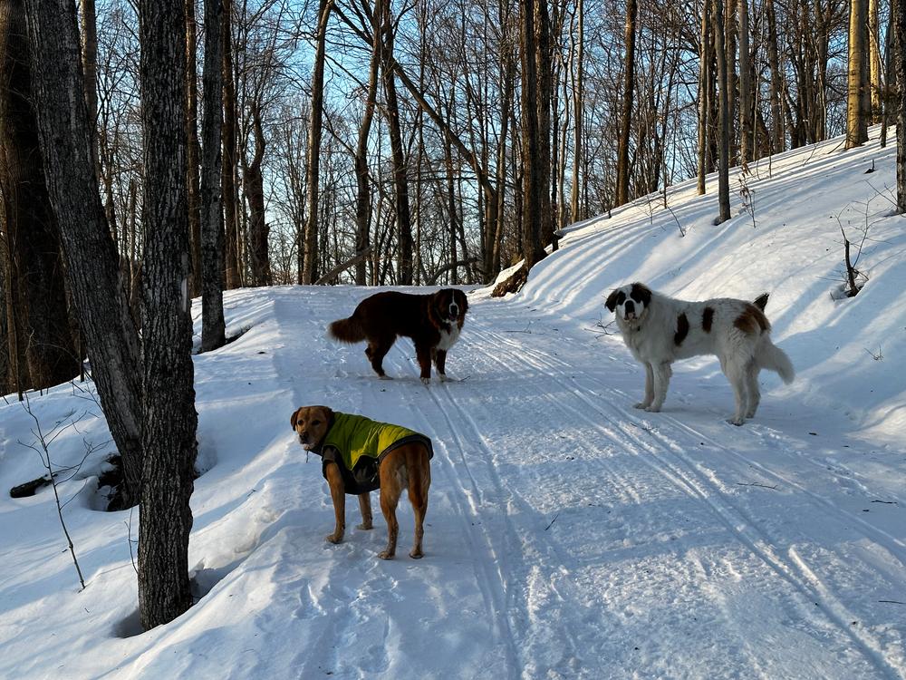 Grain-Free Sky Recipe Dog Food - Customer Photo From stephanie abrell