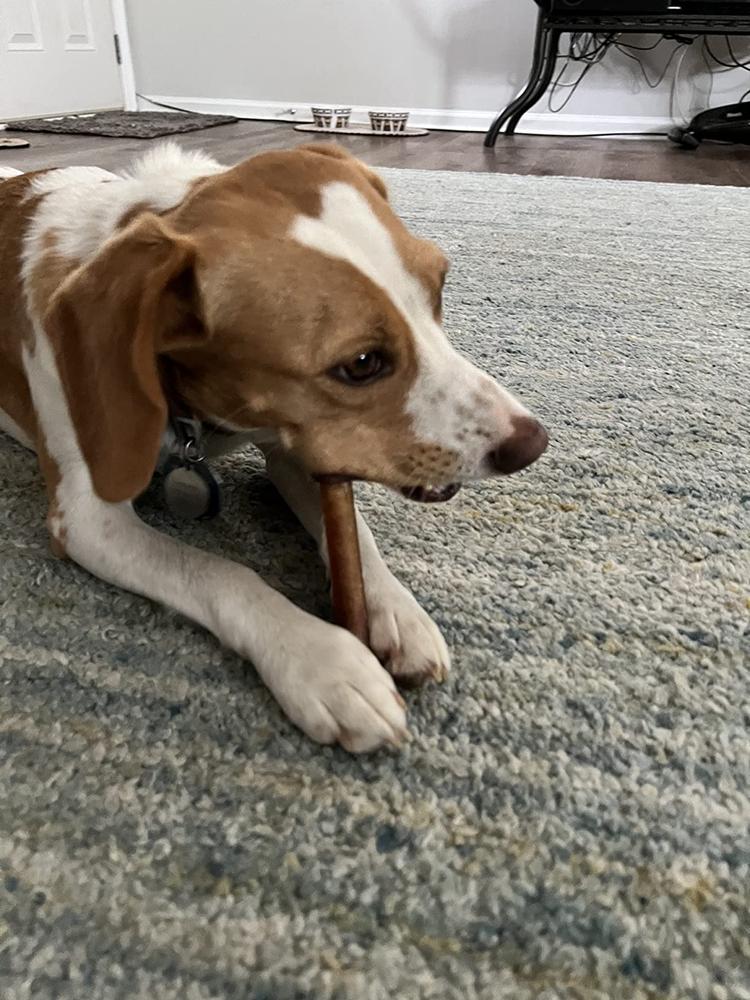 Bully Stick - Customer Photo From MCC