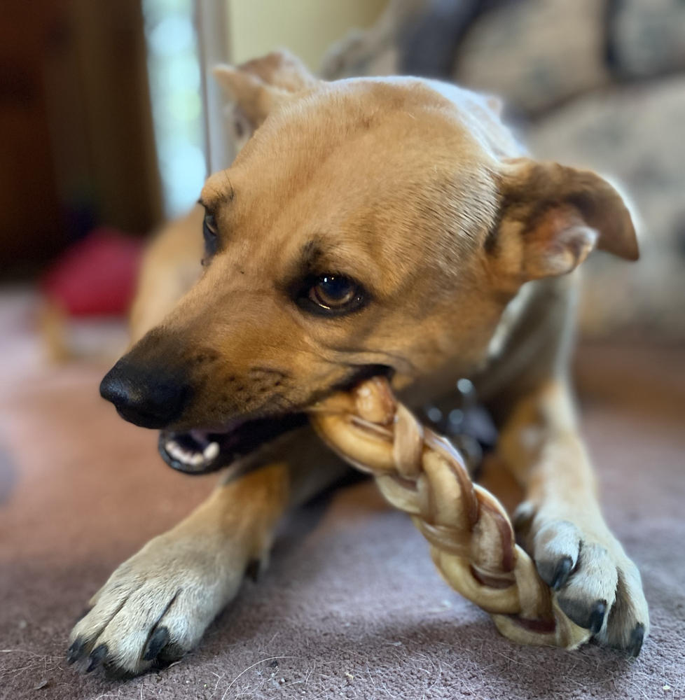 Braided Bully Stick - Customer Photo From Mary Pippin