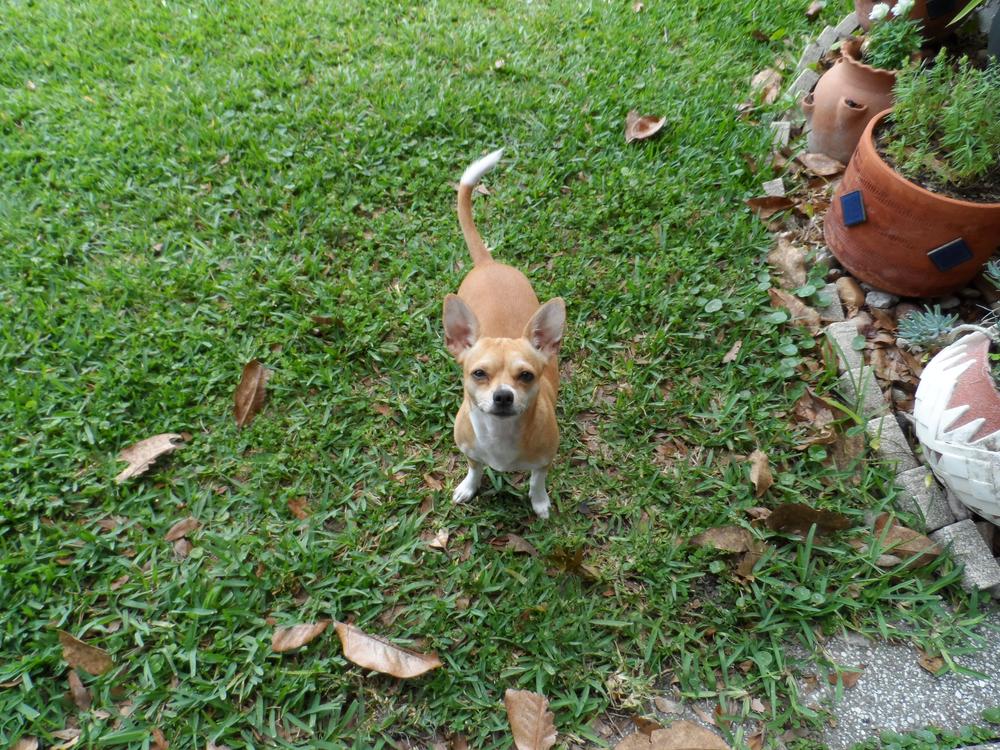 Braided Bully Stick - Customer Photo From Panamon