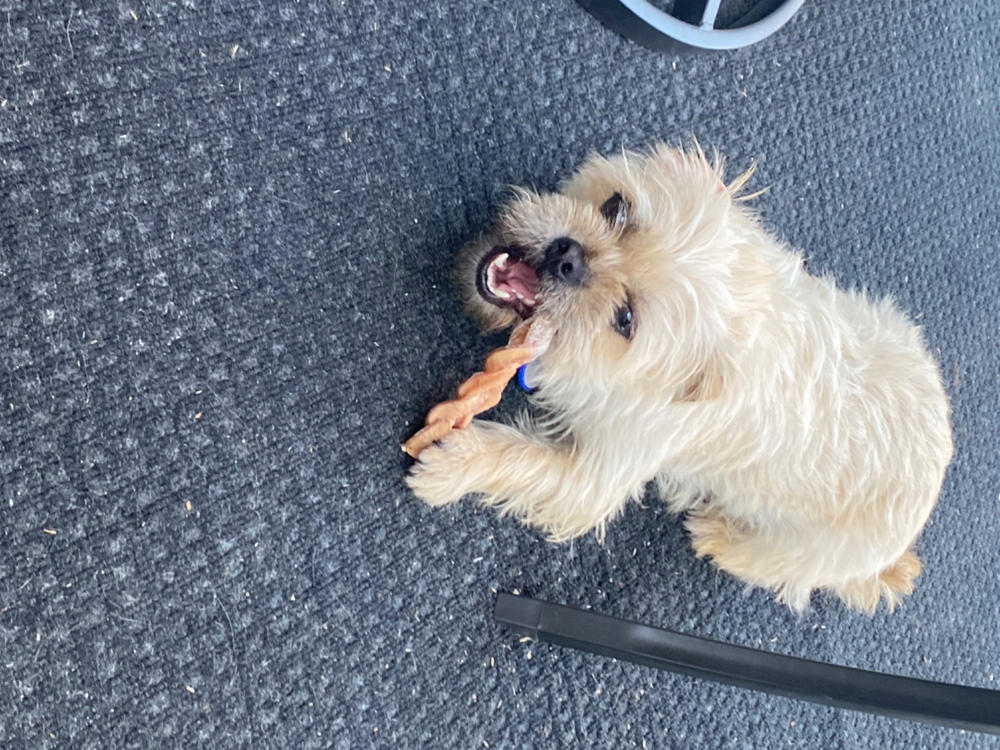 Braided Bully Stick - Customer Photo From Shelly Rosati