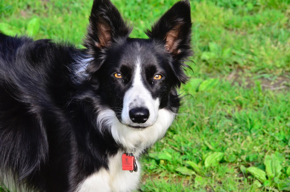 Grain-Free Land Recipe Dog Food - Customer Photo From Thomas Summerlin