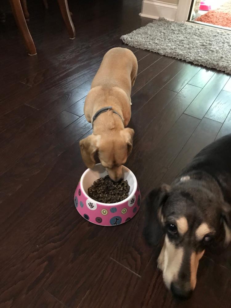 Air Dried Beef Recipe Dog Food - Customer Photo From Bridgette Bennett