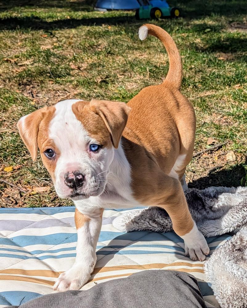 Whole Grain Puppy Recipe Dog Food - Customer Photo From tasha l berg