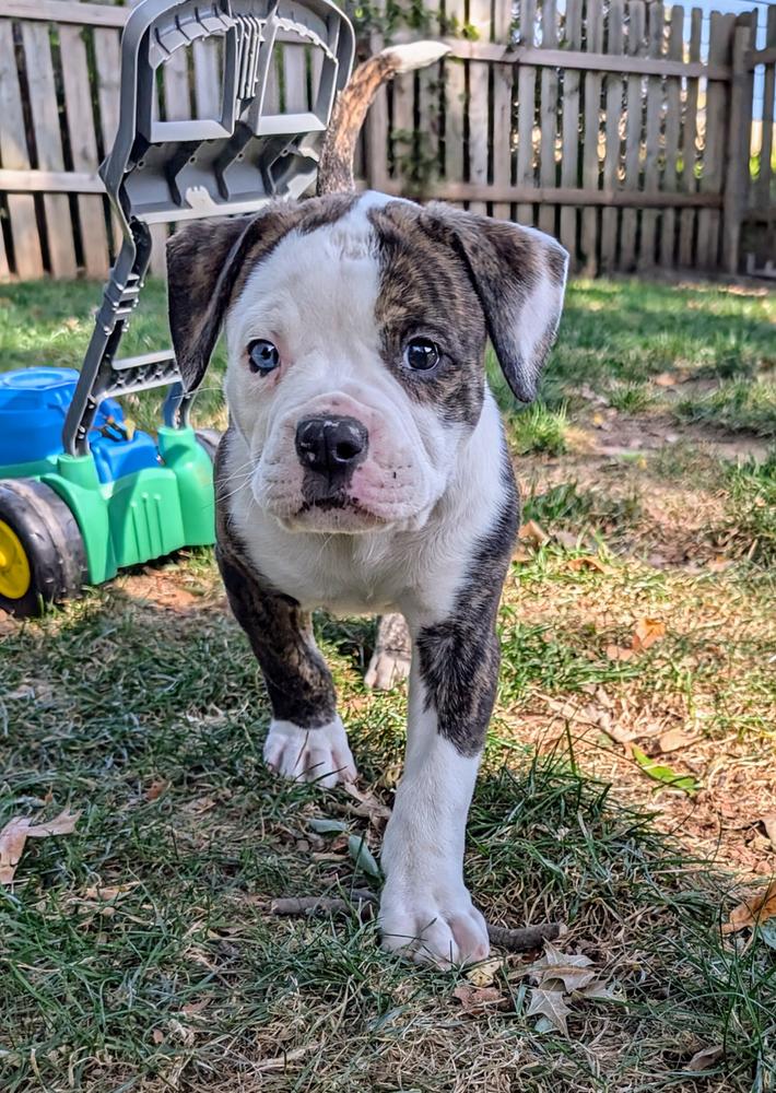 Whole Grain Puppy Recipe Dog Food - Customer Photo From tasha l berg