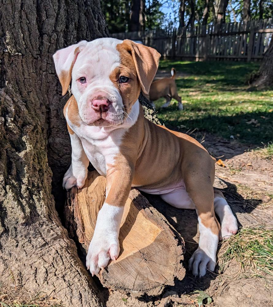 Whole Grain Puppy Recipe Dog Food - Customer Photo From tasha l berg