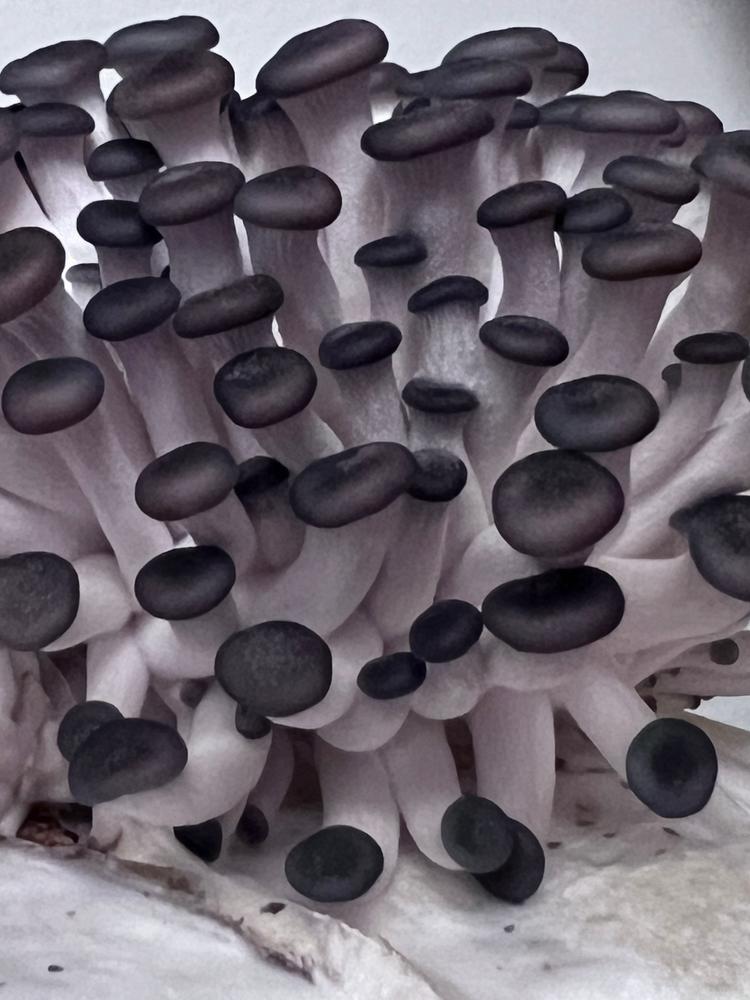 Organic Blue Oyster ‘Spray & Grow’ Mushroom Growing Kit - Customer Photo From Nick K