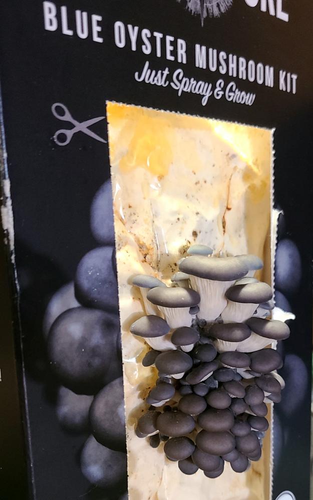 Organic Blue Oyster ‘Spray & Grow’ Mushroom Growing Kit - Customer Photo From Mary