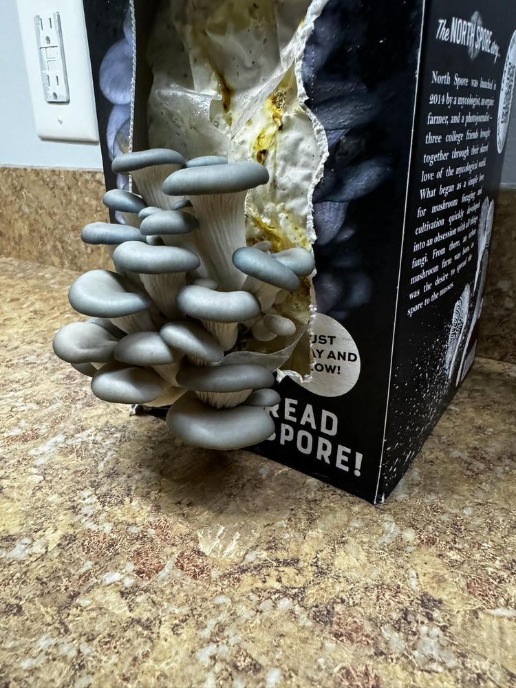 Organic Blue Oyster ‘Spray & Grow’ Mushroom Growing Kit - Customer Photo From Melissa