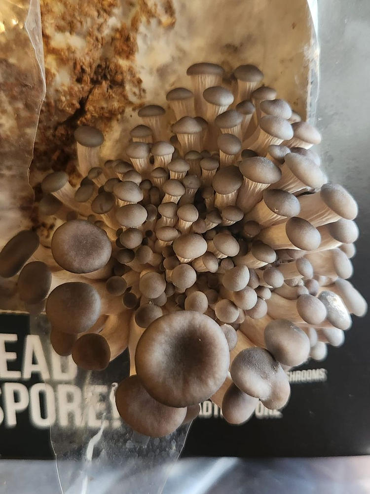 Organic Blue Oyster ‘Spray & Grow’ Mushroom Growing Kit - Customer Photo From Jim Iler