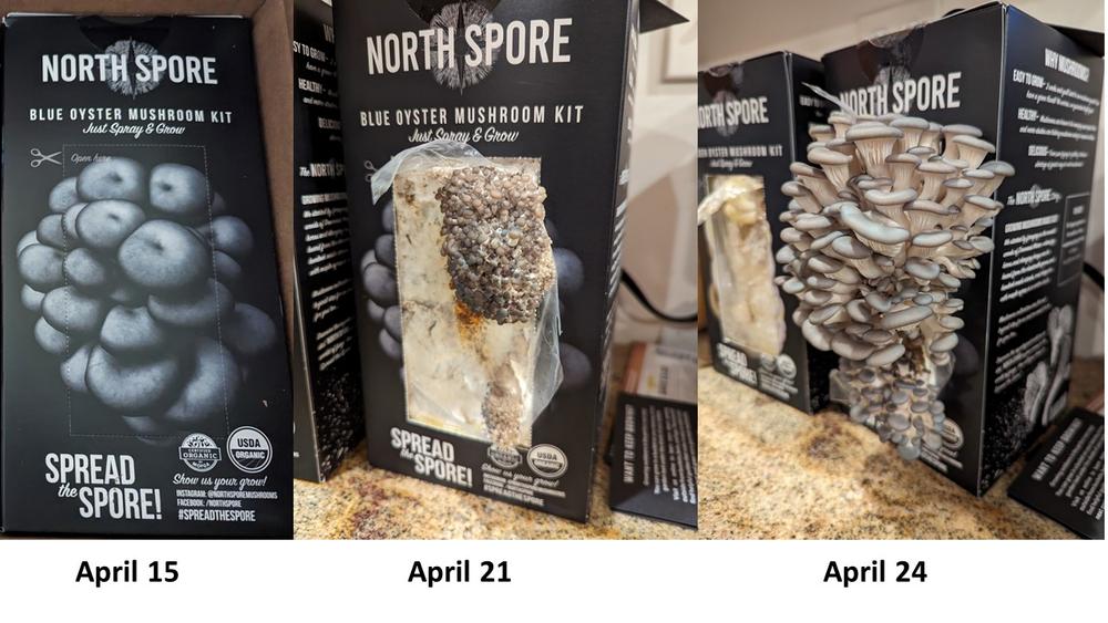 Organic Blue Oyster ‘Spray & Grow’ Mushroom Growing Kit - Customer Photo From Peko