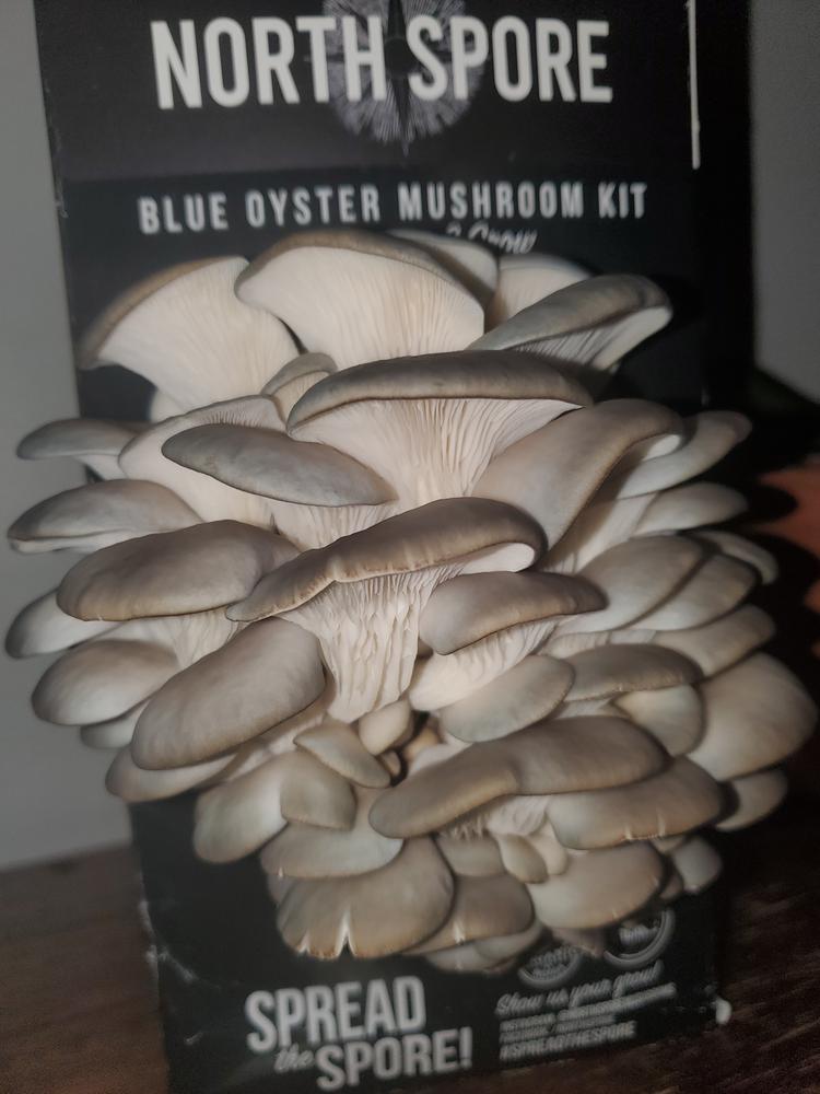 Organic Blue Oyster ‘Spray & Grow’ Mushroom Growing Kit - Customer Photo From Lynn