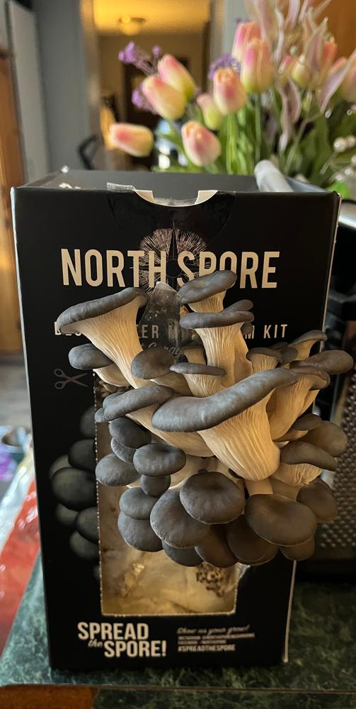 Organic Blue Oyster ‘Spray & Grow’ Mushroom Growing Kit - Customer Photo From Rachel