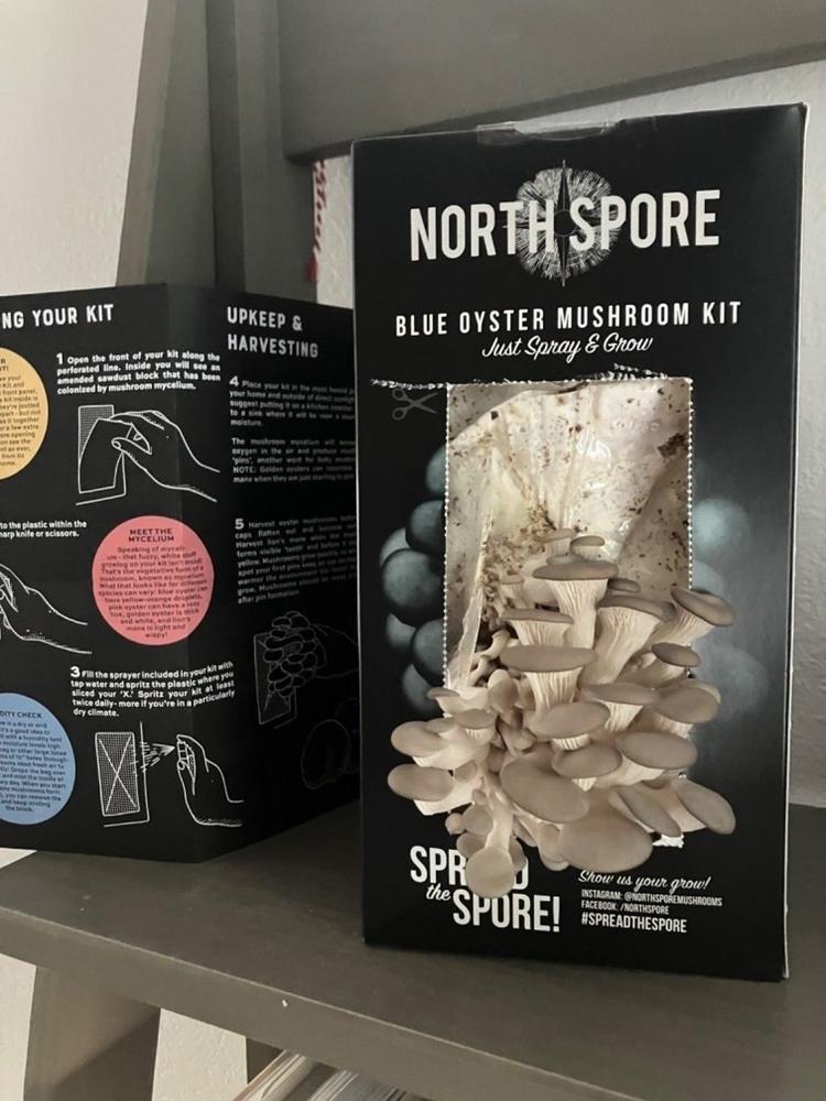 Organic Blue Oyster ‘Spray & Grow’ Mushroom Growing Kit - Customer Photo From Sheila Blackford