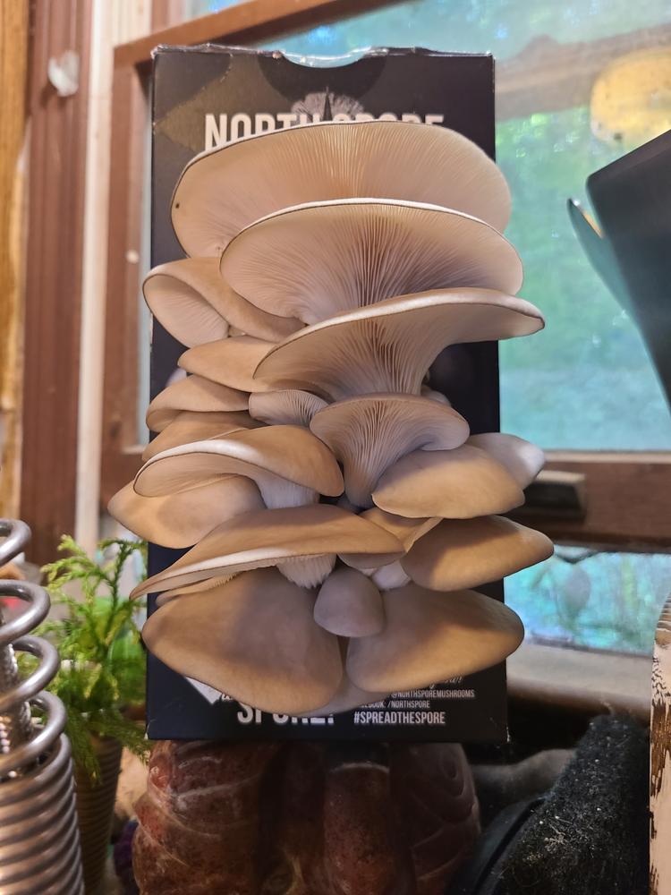 Organic Blue Oyster ‘Spray & Grow’ Mushroom Growing Kit - Customer Photo From Mary