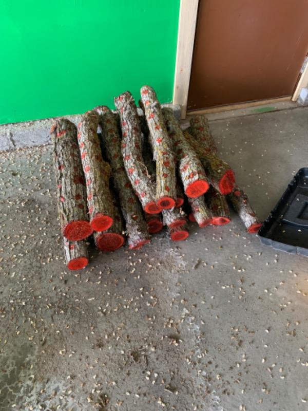 Mushroom Log Inoculation Drill Bits - Customer Photo From Greg Shim