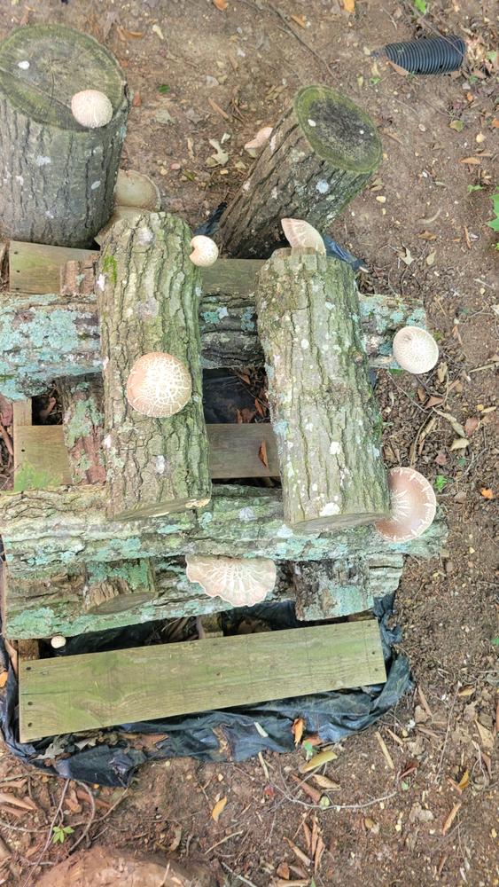 Organic Shiitake Mushroom Outdoor Log Kit - Customer Photo From Rebecca Pace