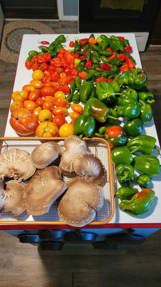 Organic Shiitake Mushroom Outdoor Log Kit - Customer Photo From Rebecca Pace