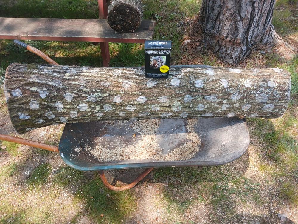 Organic Shiitake Mushroom Outdoor Log Kit - Customer Photo From Christopher Clavenna